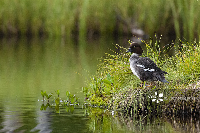 普通金眼鸭， Bucephala clangula，库赫莫，芬兰。芬兰。图片素材