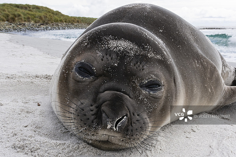 南象海豹幼崽，在海滩上休息，福克兰群岛海狮岛图片素材