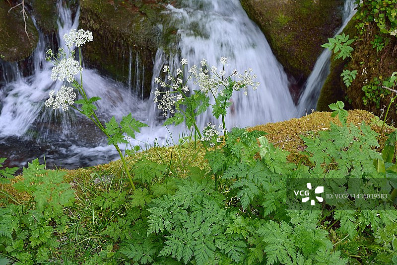 法国比利牛斯-大西洋森林边缘的野山萝卜图片素材