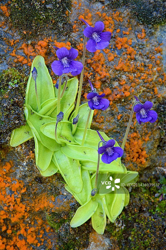 普通捕虫堇图片素材