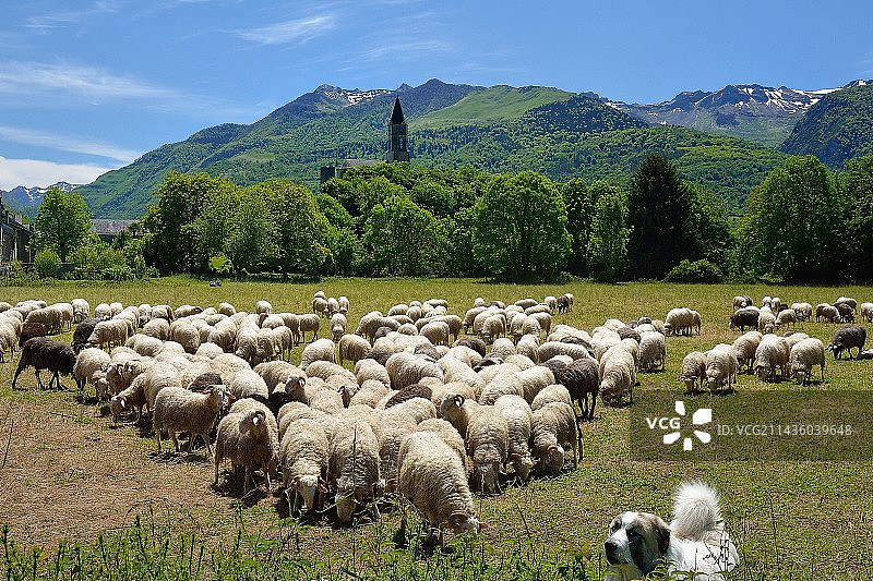 比利牛斯山犬看护羊群图片素材