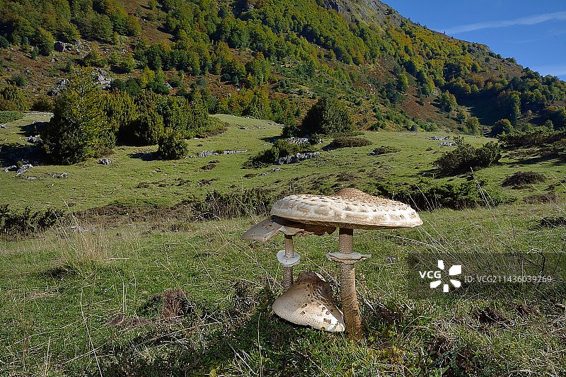 法国比利牛斯-大西洋省奥索山谷的蘑菇图片素材