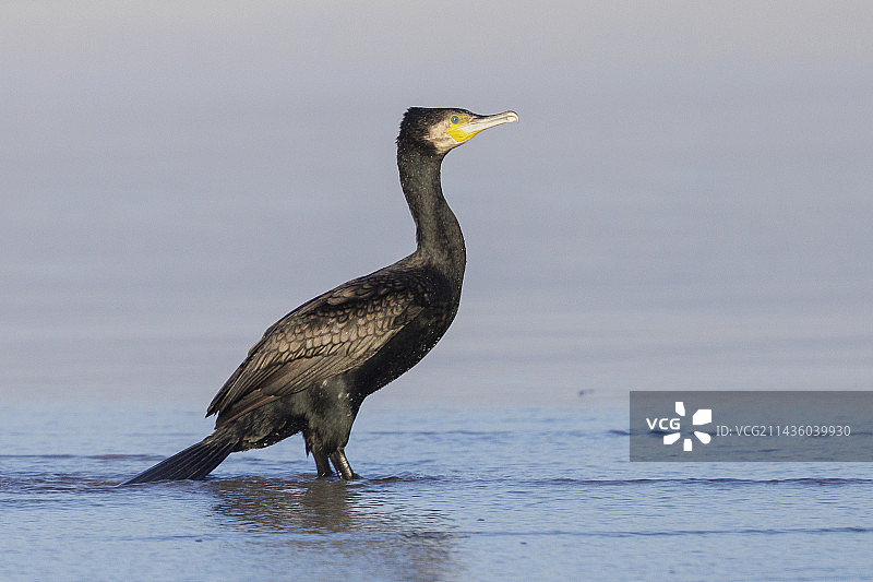 普通鸬鹚（Phalacrocorax carbo sinensis），成鸟站在水中，意大利坎帕尼亚图片素材