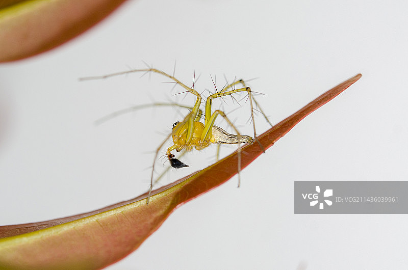 在叶子上使用触须将精子转移到雌性受精囊的成熟雄性猞猁蜘蛛图片素材
