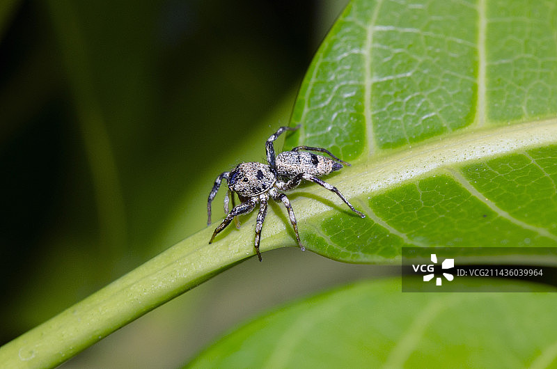 雌性跳蛛（Cosmophasis umbratica），印度尼西亚巴厘岛吉安雅图片素材