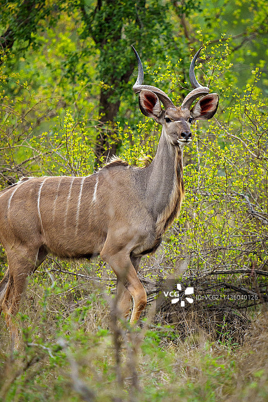 雄性大捻角羚，南非姆普马兰加省图片素材