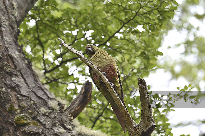 绿鹦鹉栖息在百内国家公园的树枝上，智利南极麦哲伦地区图片素材