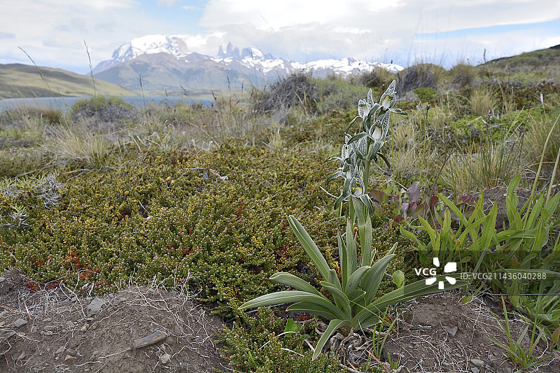 麦哲伦兰花，春季开花，位于智利百内国家公园图片素材