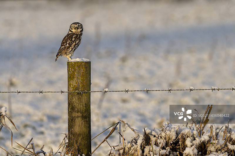 栖息在英格兰积雪柱子上的小猫头鹰图片素材