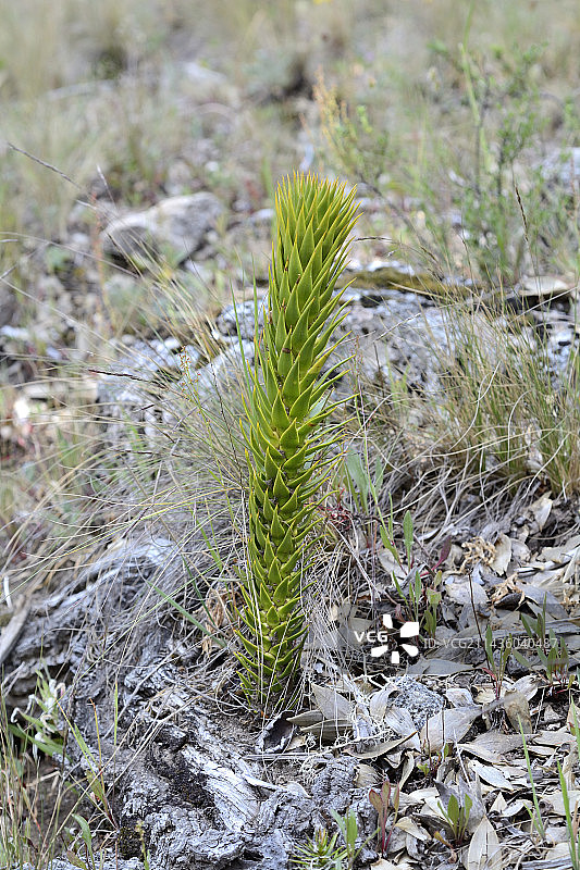 智利南洋杉，种子萌发出的幼苗，位于智利第九大区纳韦尔布塔国家公园图片素材