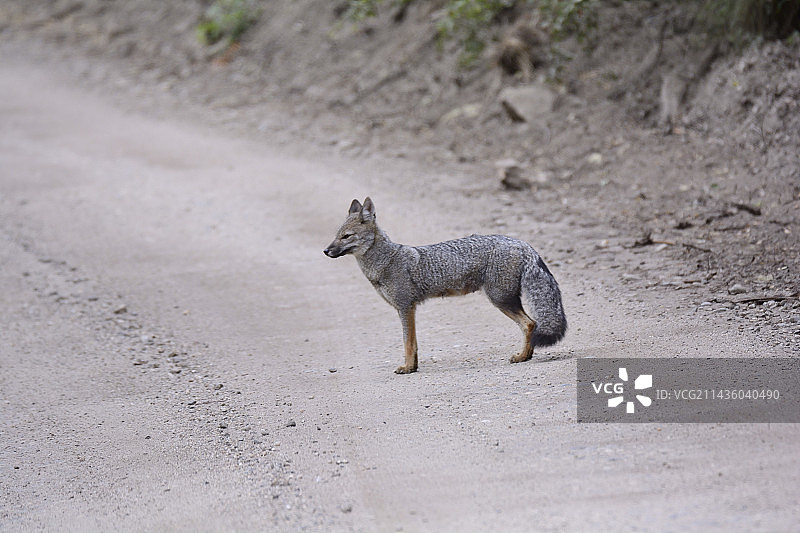 达尔文狐，智利狐，夏季于纳韦尔武塔国家公园，智利阿劳卡尼亚区图片素材