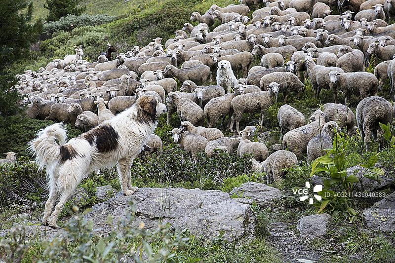 维索自然保护区，凯拉斯地区自然公园，阿尔卑斯山的牧群和牧羊犬图片素材