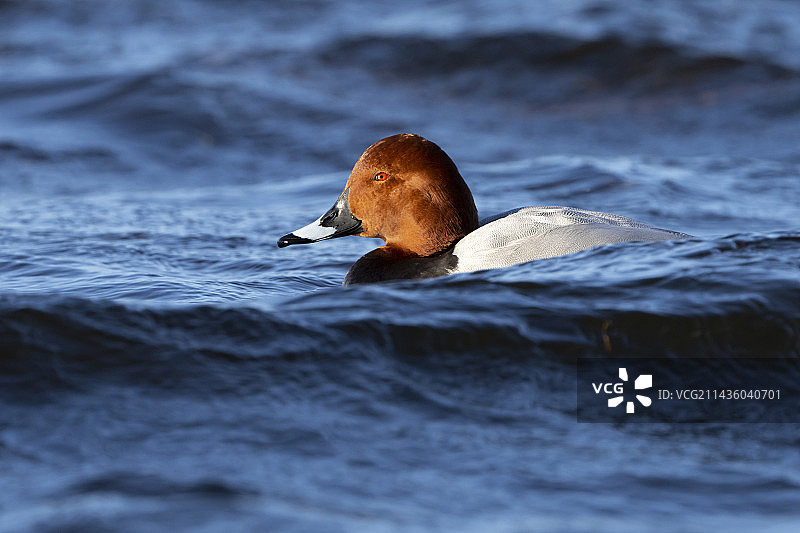 红头潜鸭（Aythya ferina）图片素材