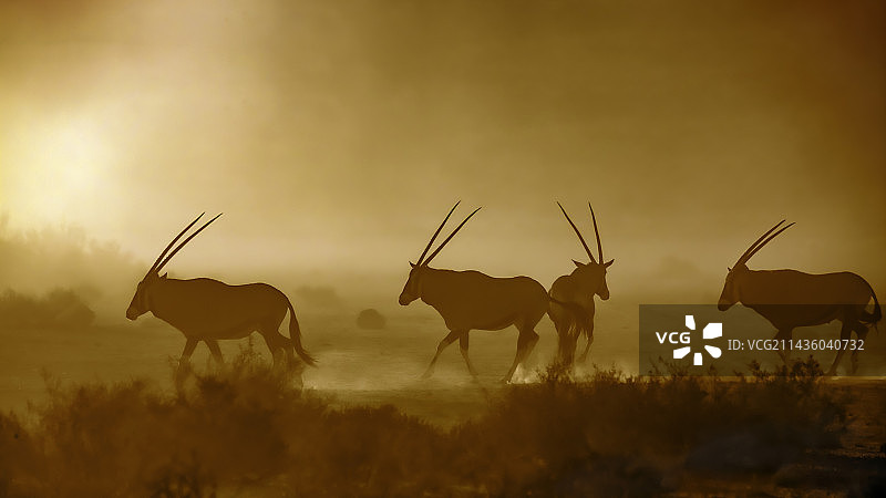 南非卡拉哈迪跨国公园的 Gemsbok 羚羊图片素材