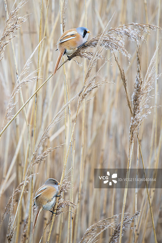 须浮鸥在法国加莱海峡省的芦苇丛中图片素材