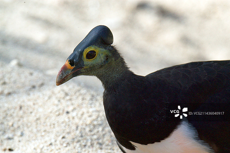 中苏拉威西岛冢雉筑巢图片素材