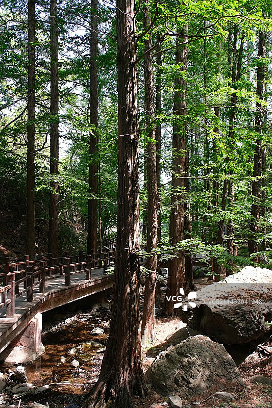 国家植物园水杉树图片素材