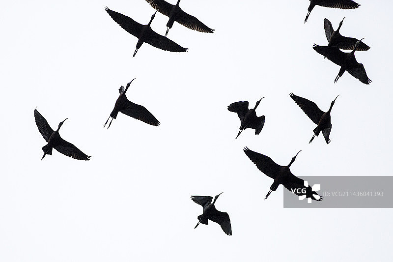 在法国卡马格飞行的彩鹮图片素材