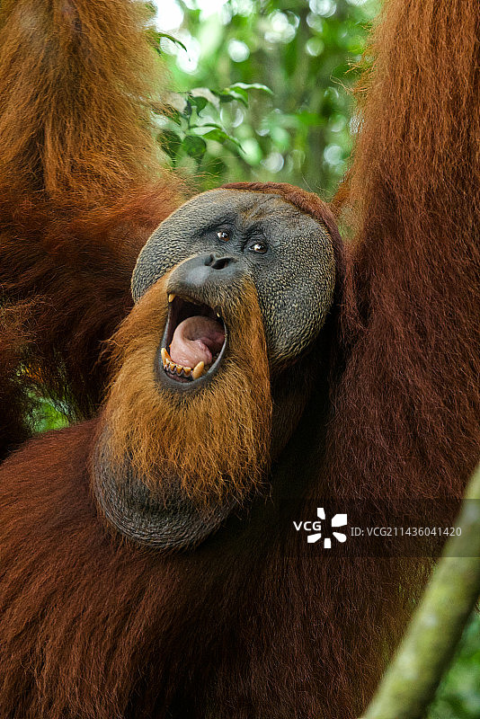 苏门答腊猩猩（雄性），勒user国家公园，北苏门答腊图片素材