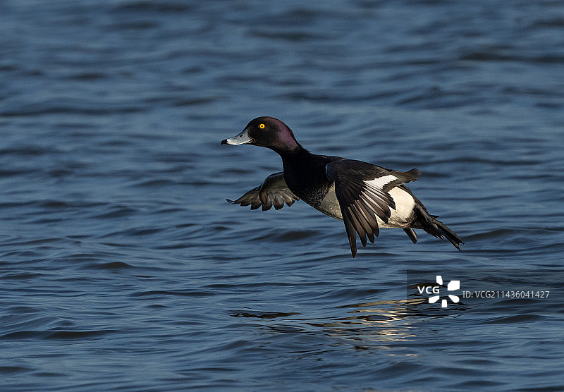 凤头潜鸭在蓝色水中游泳图片素材