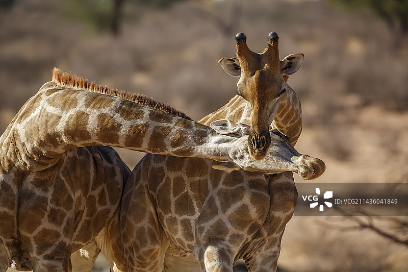 两只长颈鹿在喀拉哈里跨境公园进行颈部炫耀，南非图片素材