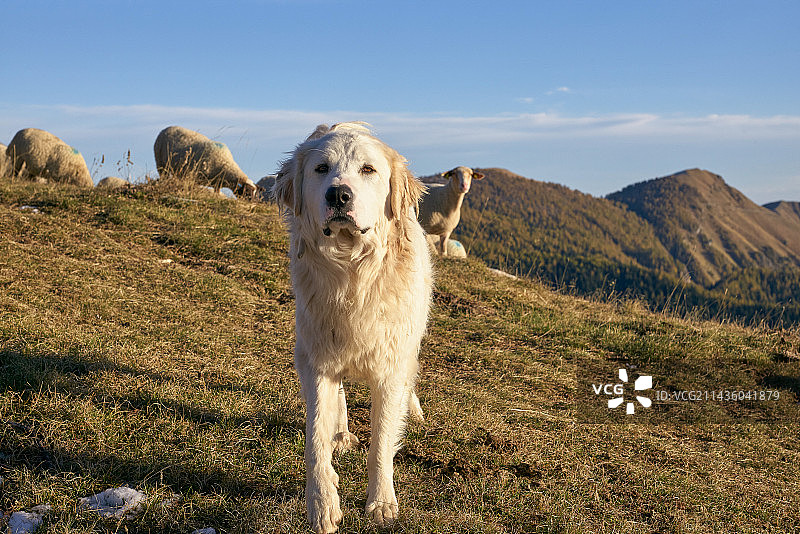 法国滨海阿尔卑斯山，图里尼山口的帕图犬和母羊，梅康图尔国家公园，阿尔卑斯山图片素材