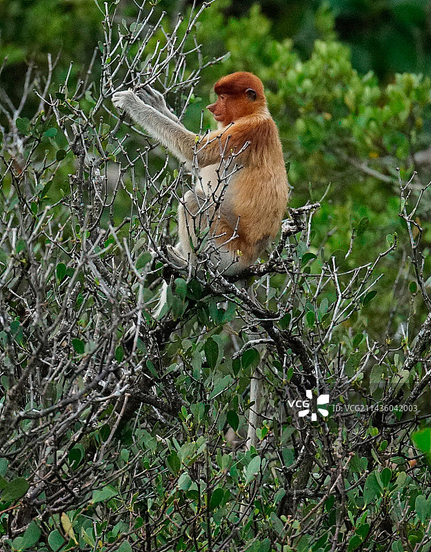 加里曼丹拉明贡图尔生态公园树上的长鼻猴幼崽图片素材