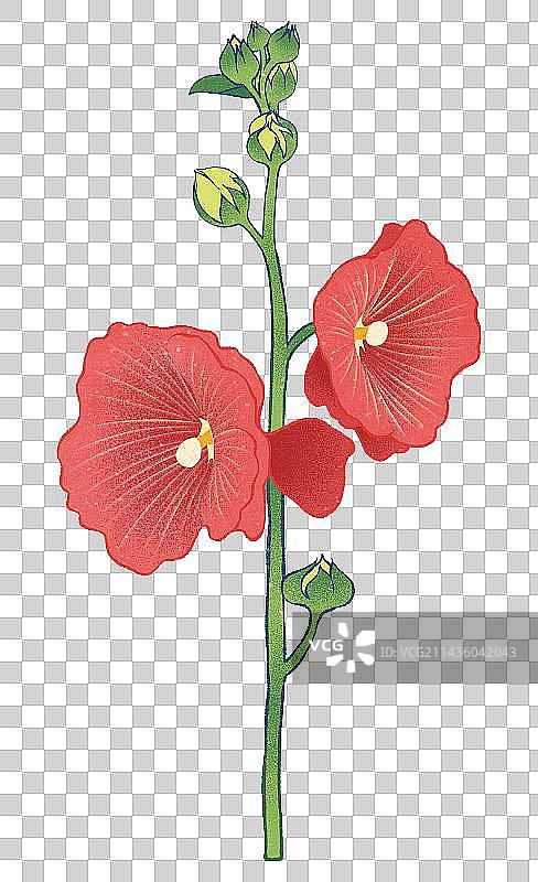 二十四节气夏至花卉植物蜀葵元素图片素材