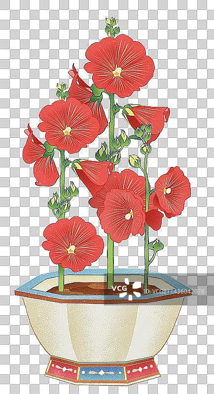 二十四节气夏至花卉植物蜀葵元素图片素材