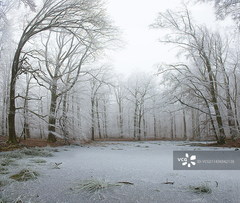 北孚日地区自然公园冬季雾中的山顶沼泽，法国图片素材