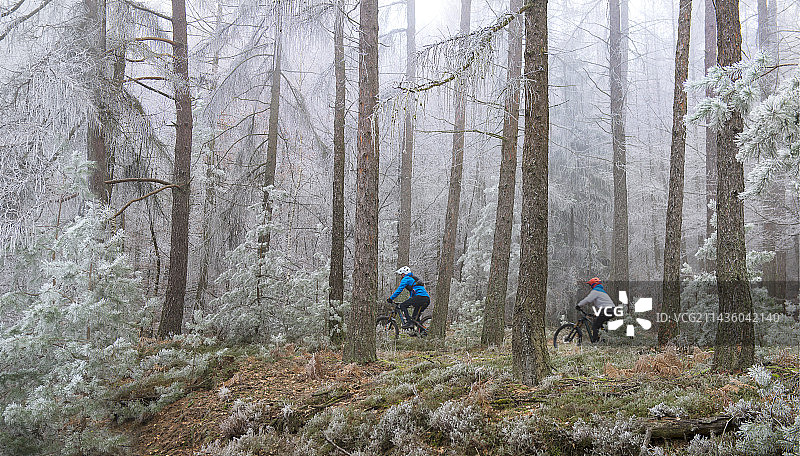 在法国北部孚日地区自然公园冬季森林中骑山地自行车图片素材