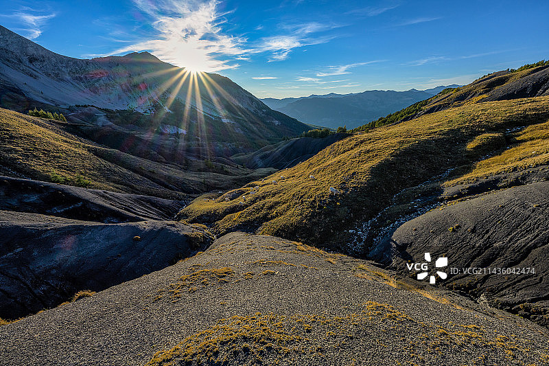 法国上普罗旺斯阿尔卑斯山：牛群在侏罗纪泥灰岩牧场上吃草图片素材