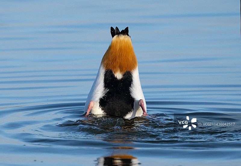 在英国觅食的翘鼻麻鸭图片素材