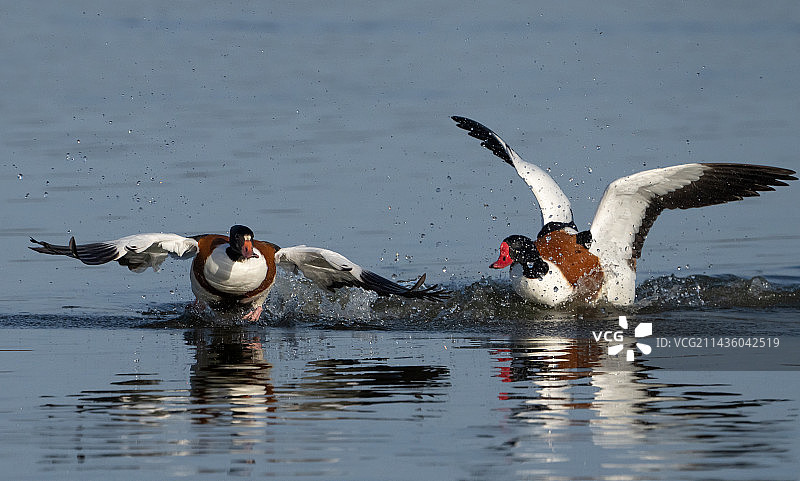 两只翘鼻麻鸭互相追逐，英国图片素材