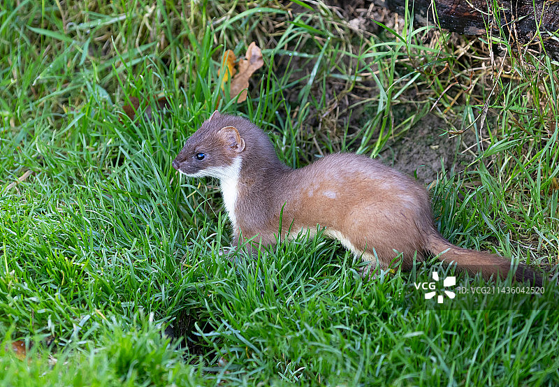 站立在草地上的白鼬图片素材