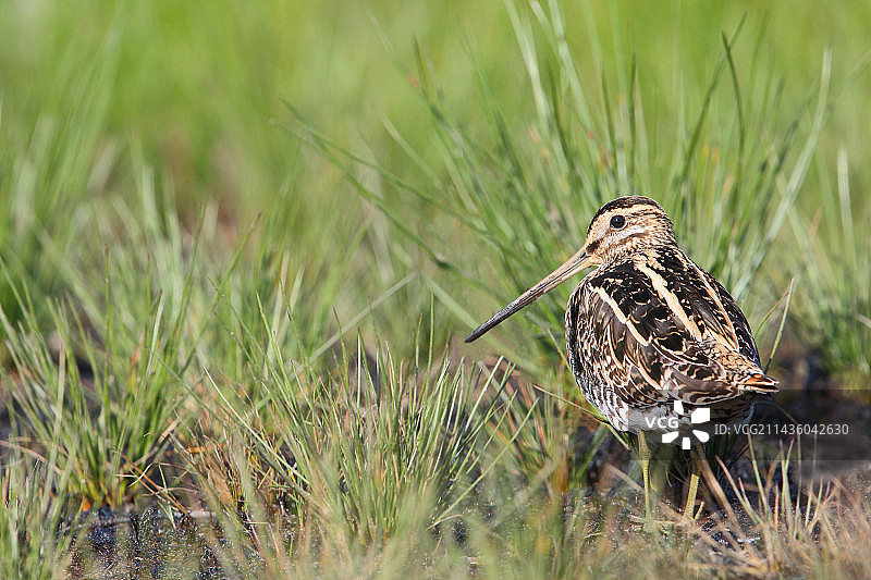 普通扇尾沙锥(Gallinago gallinago) 栖息在池塘边，菲尼斯泰尔，布列塔尼，法国图片素材