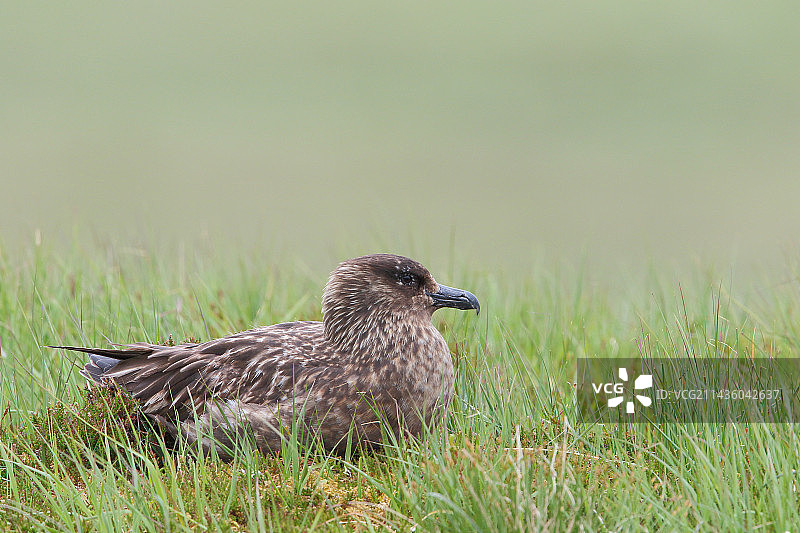 在苏格兰沼泽中孵蛋的贼鸥图片素材