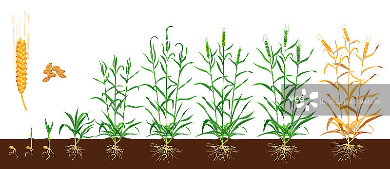 土壤中生长的小麦或黑麦图片素材