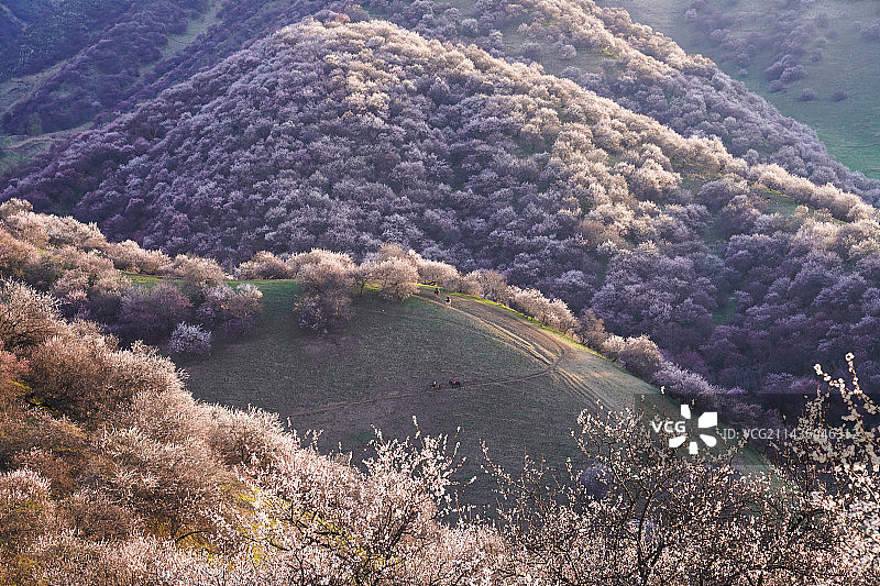 杏花沟的清晨图片素材