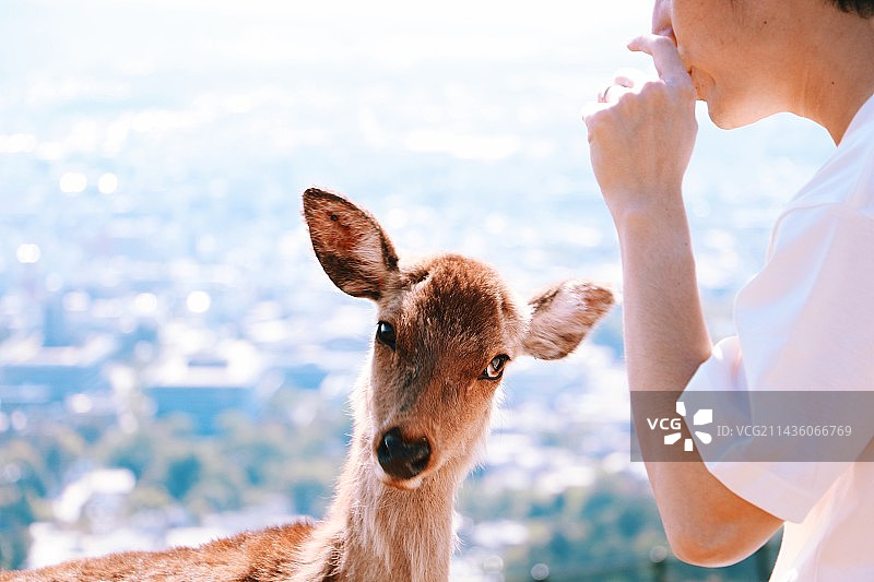 奈良小鹿的表情包图片素材