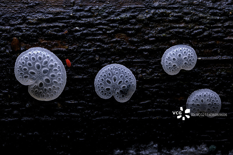 胶孔菌图片素材