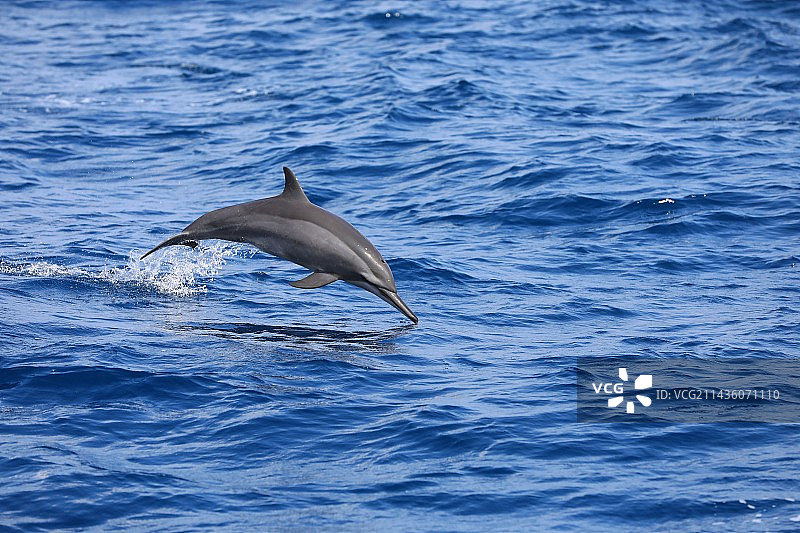 海豚入水的刹那图片素材