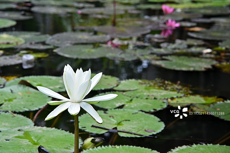 初夏多姿多彩的莲花图片素材