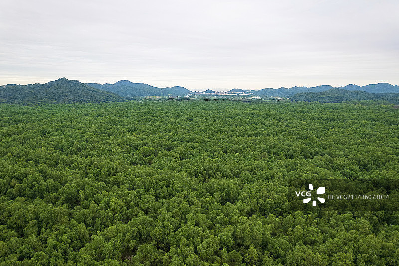 广东珠海淇澳岛红树林自然保护区航拍风景图片素材
