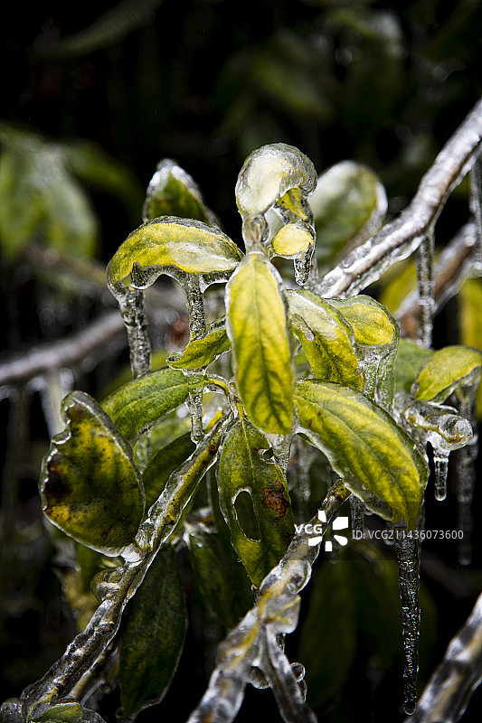 嫩枝待春来图片素材