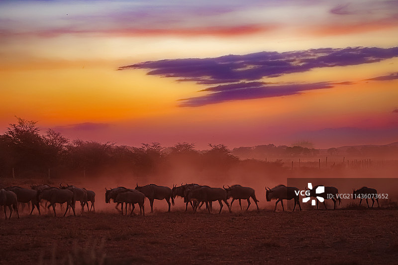 暮色迁徙图片素材