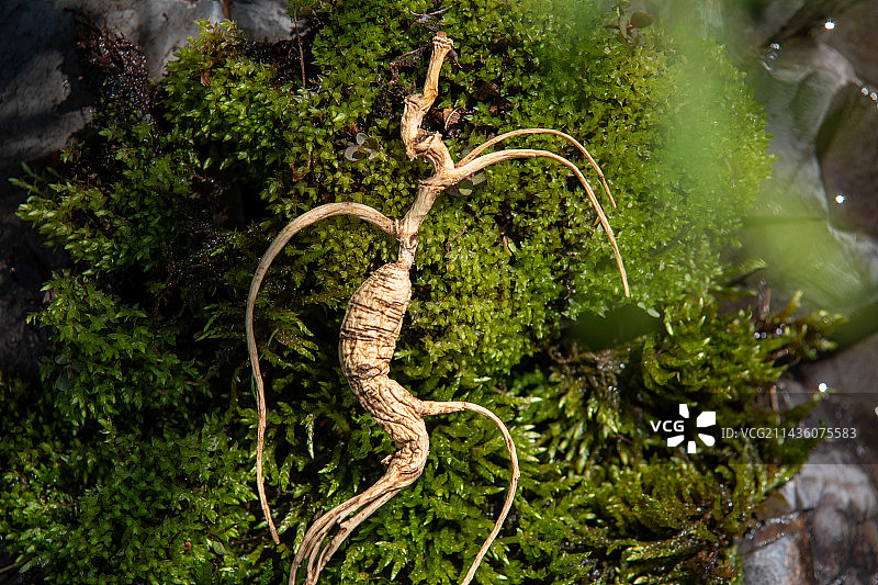 东北特产人参图片素材