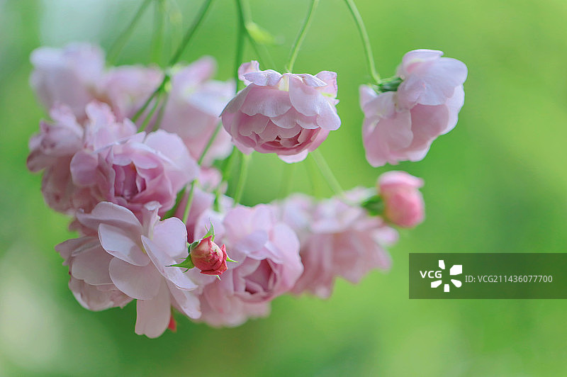 唯美薰衣草花环藤本月季玫瑰图片素材