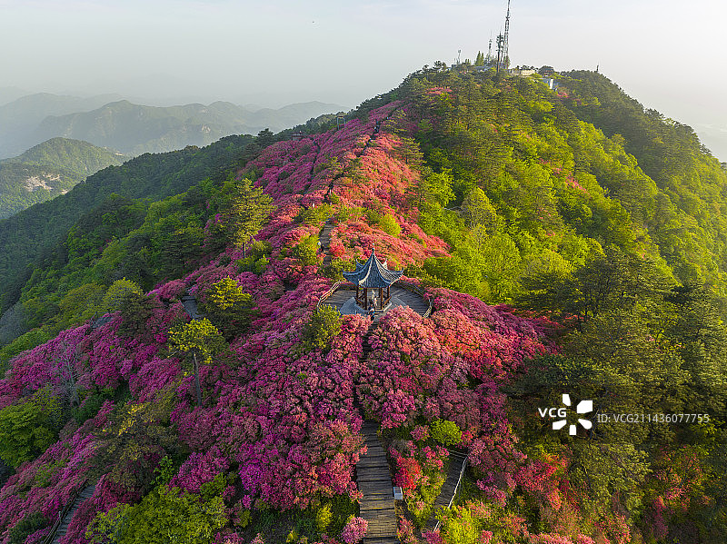 湖北麻城龟峰山杜鹃花盛开图片素材