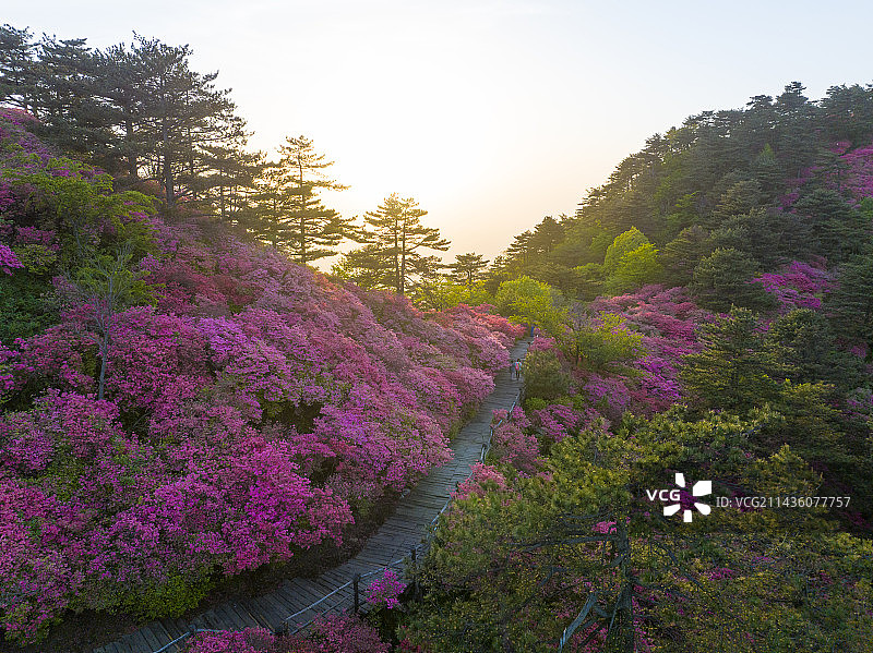 湖北麻城龟峰山杜鹃花盛开图片素材